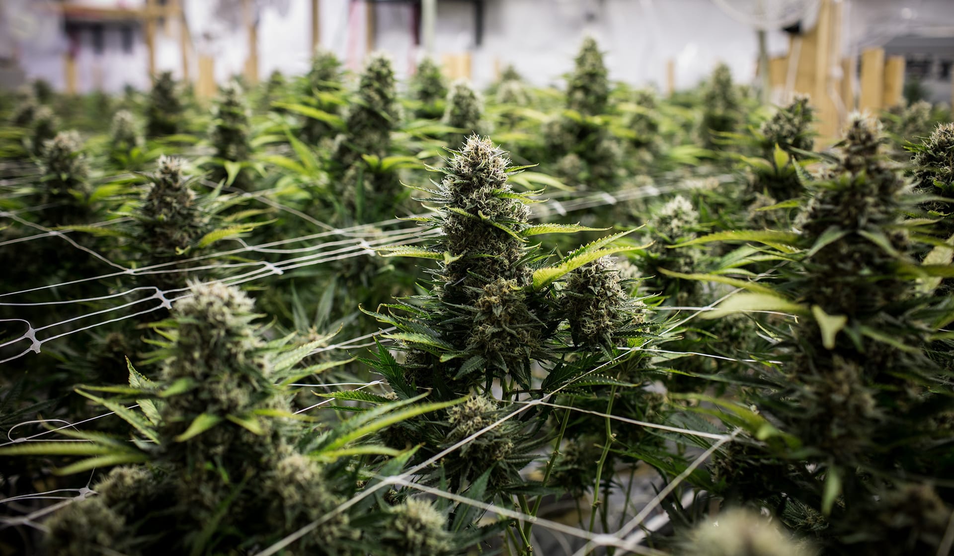Hochwertige Genetiken sichern – Cannabis Samen bestellen leicht gemacht