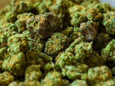 Hochwertige Genetiken sichern – Cannabis Samen bestellen leicht gemacht