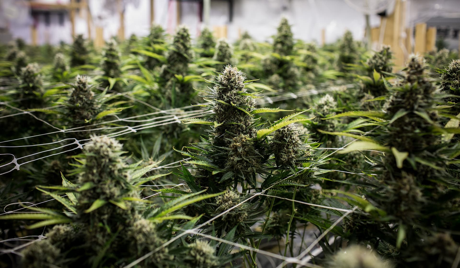 Hochwertige Genetiken sichern – Cannabis Samen bestellen leicht gemacht