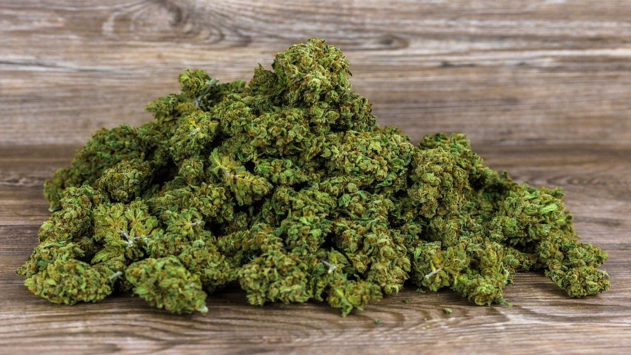 Cannabis Samen in der klinischen Forschung: Aktuelle Studien