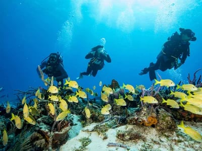 Warum Tauchen Mexiko? DeepDiveMexico zeigt dir die Gründe