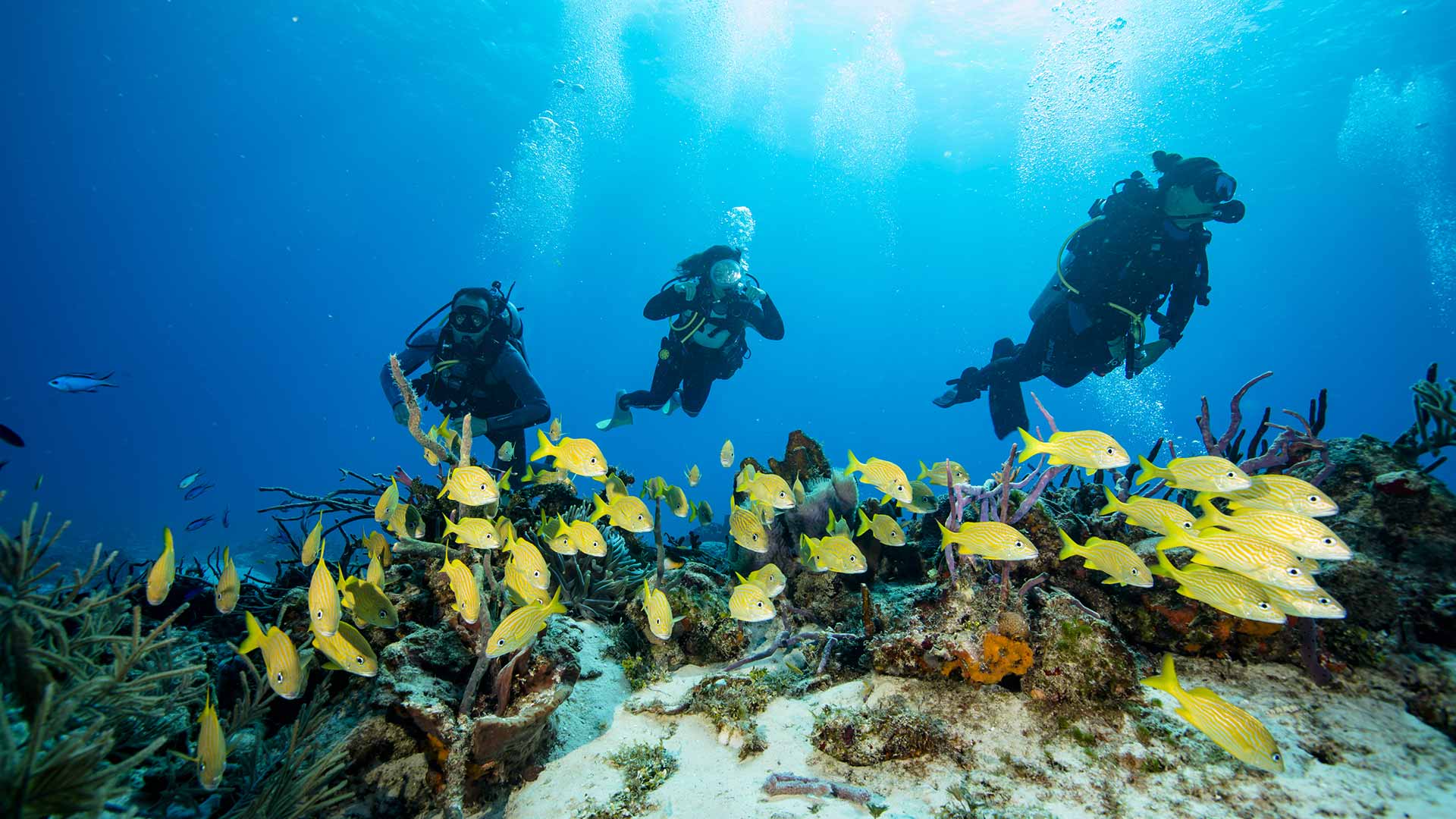 Warum Tauchen Mexiko? DeepDiveMexico zeigt dir die Gründe