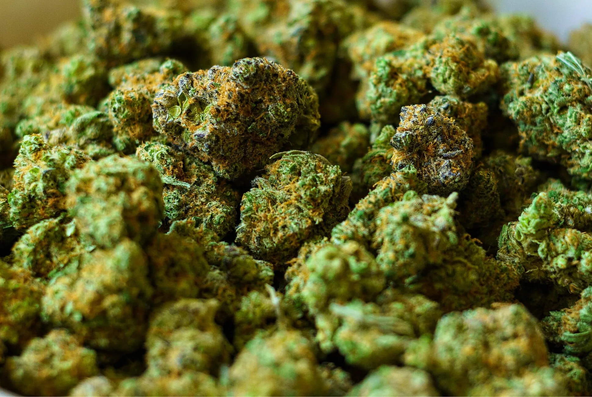 Hochwertige Genetiken sichern – Cannabis Samen bestellen leicht gemacht